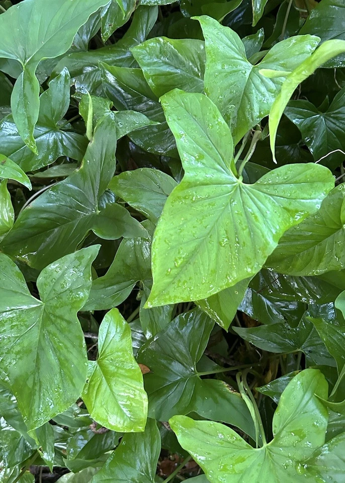 Live Arrowhead Vine Cuttings – 20 Rooted Syngonium podophyllum Indoor Houseplants, Fast-Growing Climbing & Trailing Vines
