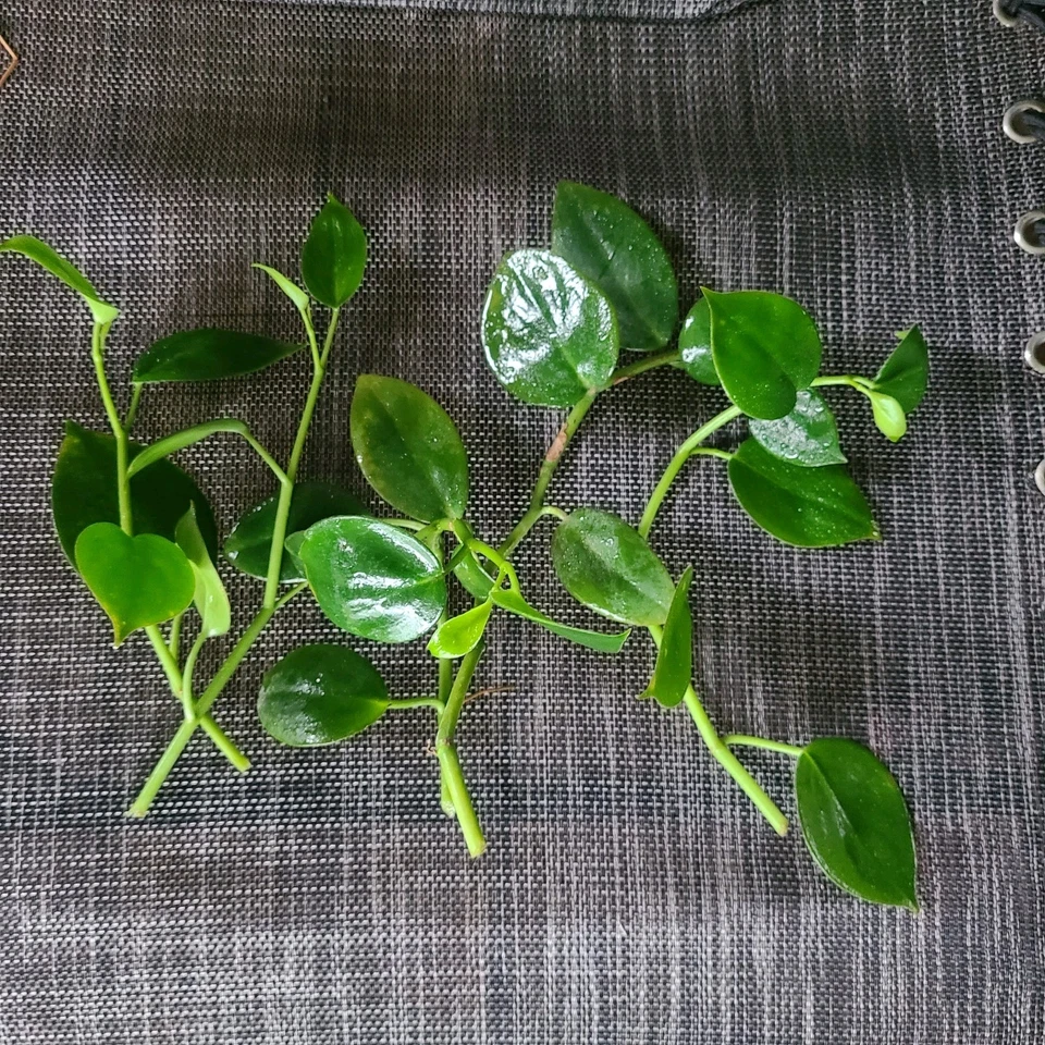 Peperomia ‘Cupid’ Cuttings – 6 Unrooted Heart-Shaped Vining Houseplant Stems for Propagation