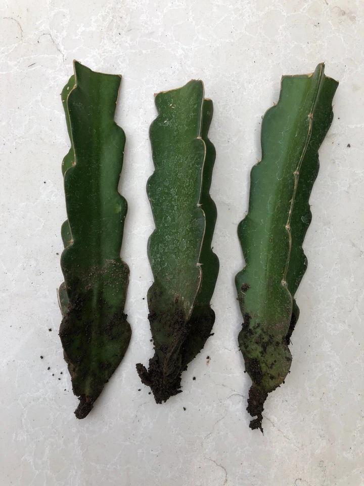 Red Dragon Fruit Rooted Plants – 3 Live Red Pitaya Cuttings Bare Root, Climbing Cactus, Hylocereus Selenicereus, Fruit-Bearing