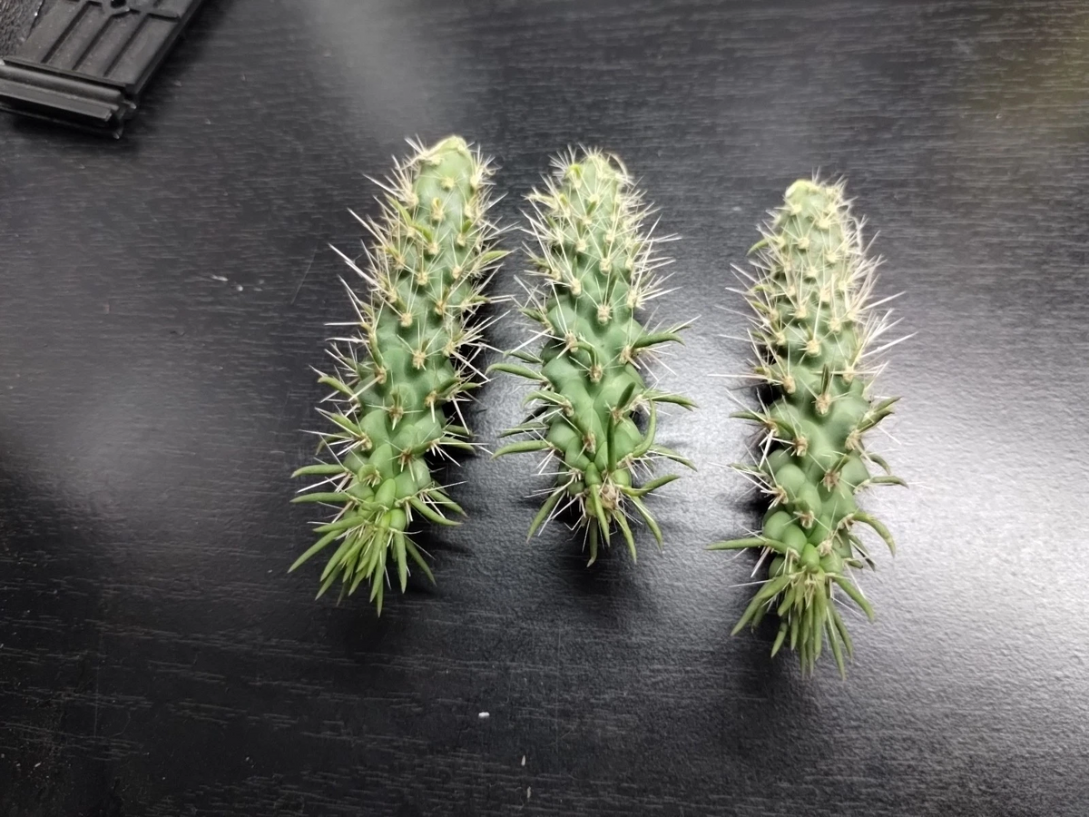 Jumping Cholla Cactus Cutting – Cylindropuntia fulgida – Live Desert Cactus for Xeriscape & Arid Gardens