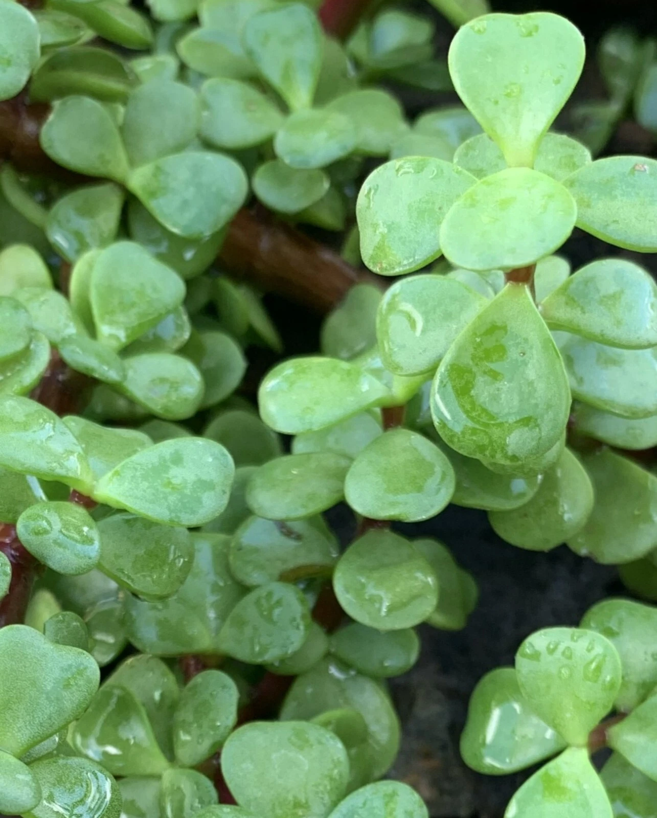 Jade Plant Cuttings 5 Pack – 4" Crassula Ovata Succulent Stems for Propagation, Indoor Houseplants, Money Plant, Lucky Jade