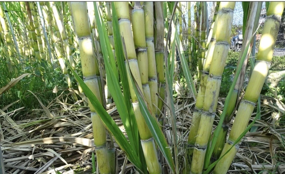 Rooted Sugarcane Cuttings – 5 Live Saccharum officinarum Plants for Tropical Gardens and Containers