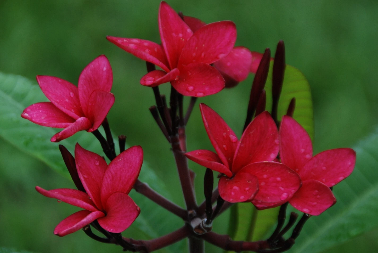 Red Plumeria Cutting – 10–12 Inch Fresh Unrooted Stem, Rare Red Frangipani, Tropical Garden, Live Exotic Plant, Fragrant Flowers
