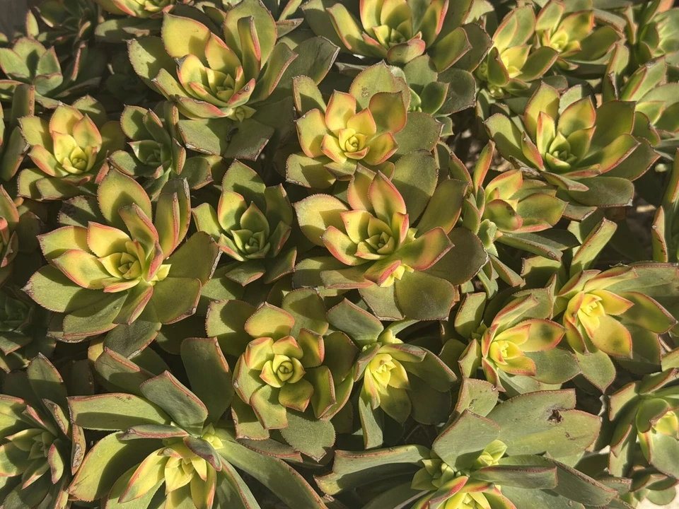 Aeonium haworthii 'Kiwi' Succulent Cuttings – 4 Live Unrooted Propagation Plants for Garden & Container