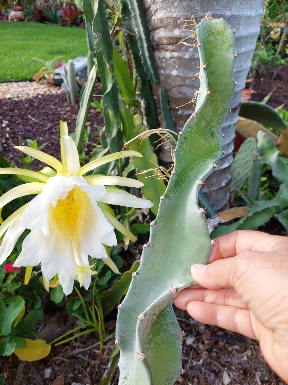 Dragon Fruit Cutting 8 Inches Hylocereus undatus Pitaya Vine Propagation Live Planting
