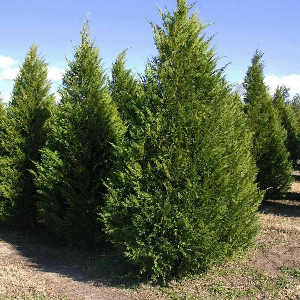 Leyland Cypress Cuttings 6-7 Inches Unrooted Stems for Privacy Screens, Evergreen Tree Starter Lot, Cupressus × leylandii