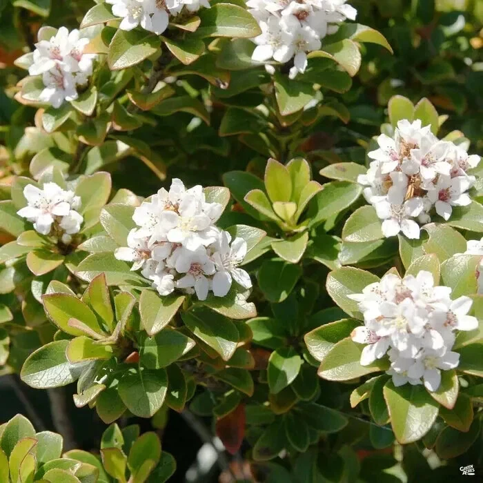 Unrooted Yeddo Hawthorn Cuttings - Crataegus pinnatifida for Rooting or Grafting, Outdoor Propagation, 5 Pack