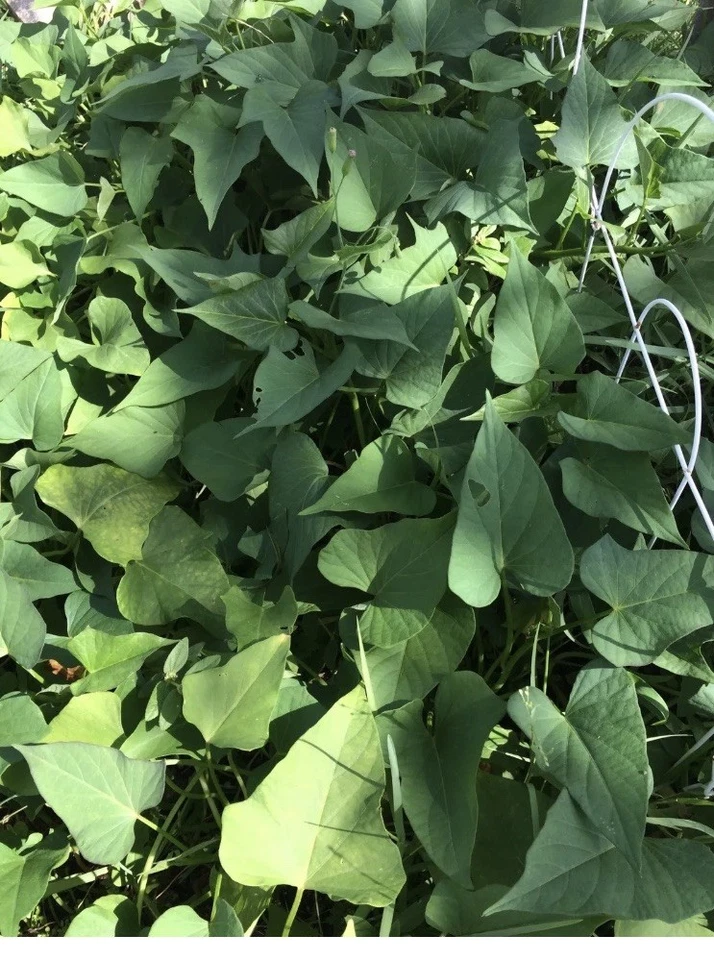 Organic Okinawa Purple Sweet Potato Slips – Ipomoea batatas Cuttings for Gardening, Vining, Edible Tubers