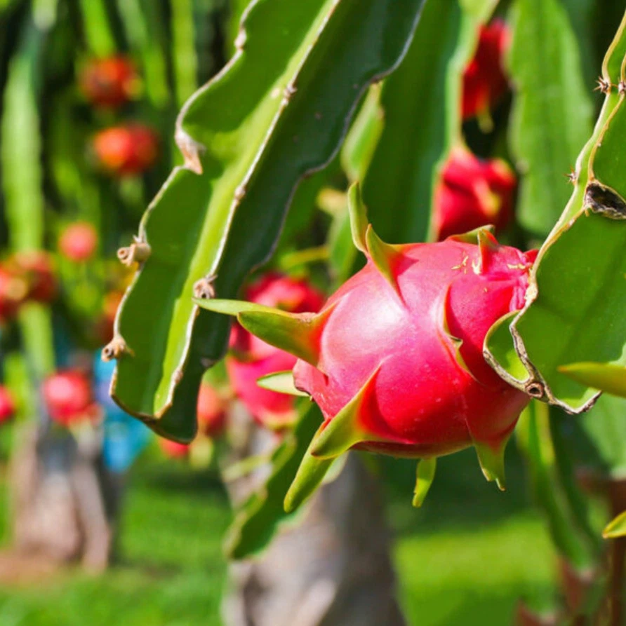 Red Dragon Fruit Plant 4-Inch Potted Hylocereus Cactus Climbing Vine for Home Gardens