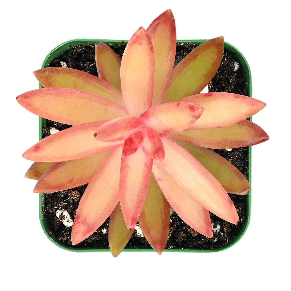 Sedum adolphii Succulent in 2-Inch Pot, Golden Foliage, Drought-Tolerant, Fully Rooted Plant for Indoor & Outdoor Gardens