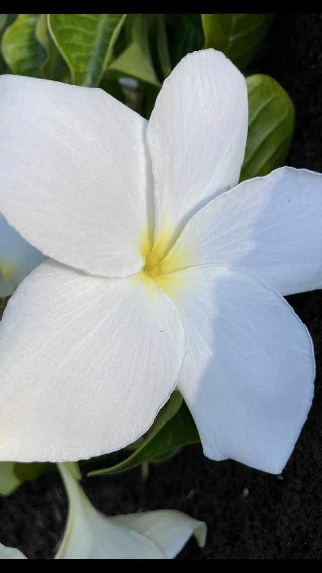 Plumeria pudica Hawaiian Fiddle Cuttings – 5 Unrooted Tropical Frangipani Propagation Material