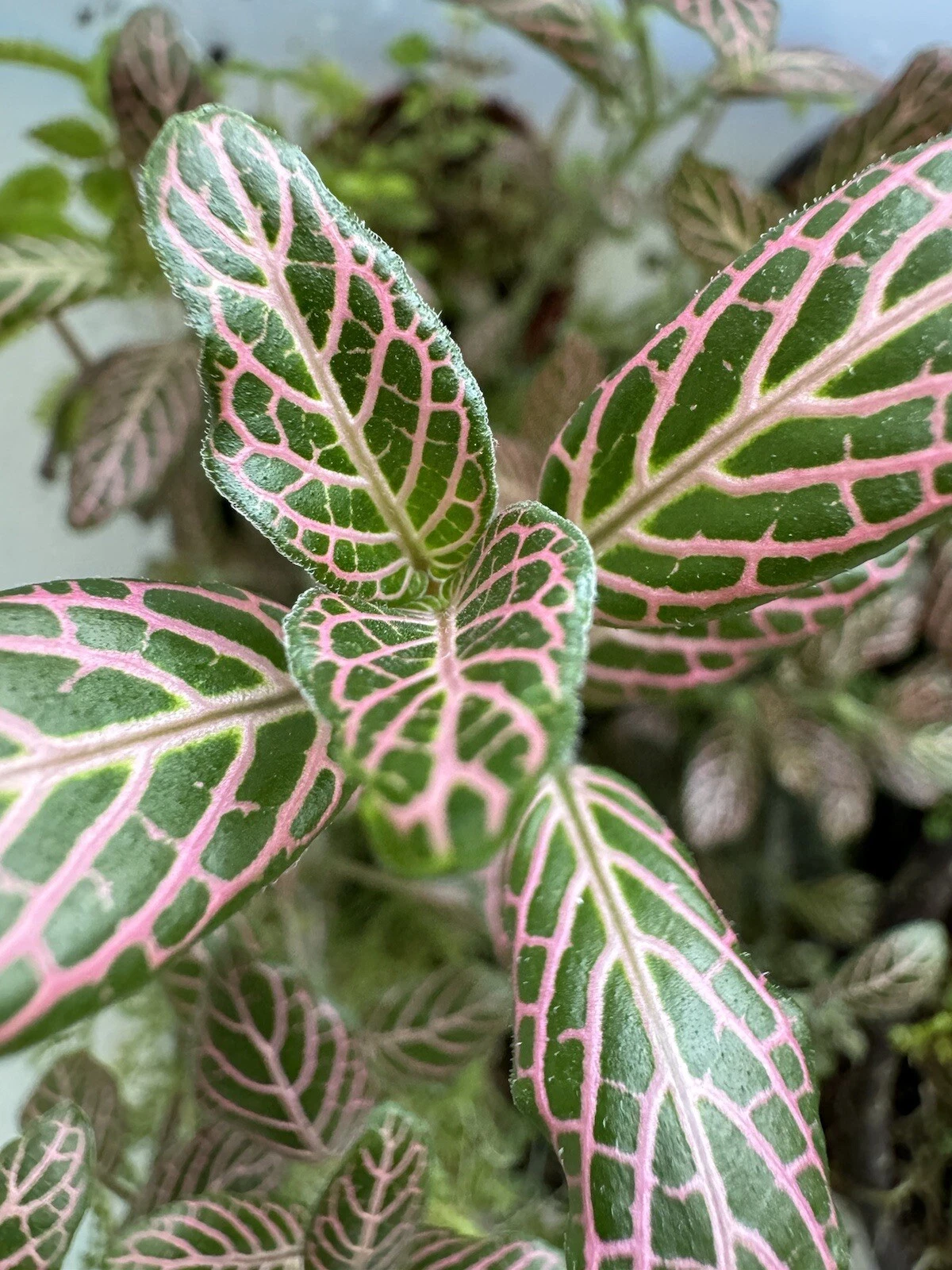 Pink Nerve Plant Cutting | Fittonia spp. Indoor Houseplant | Striped Pink Veined Foliage