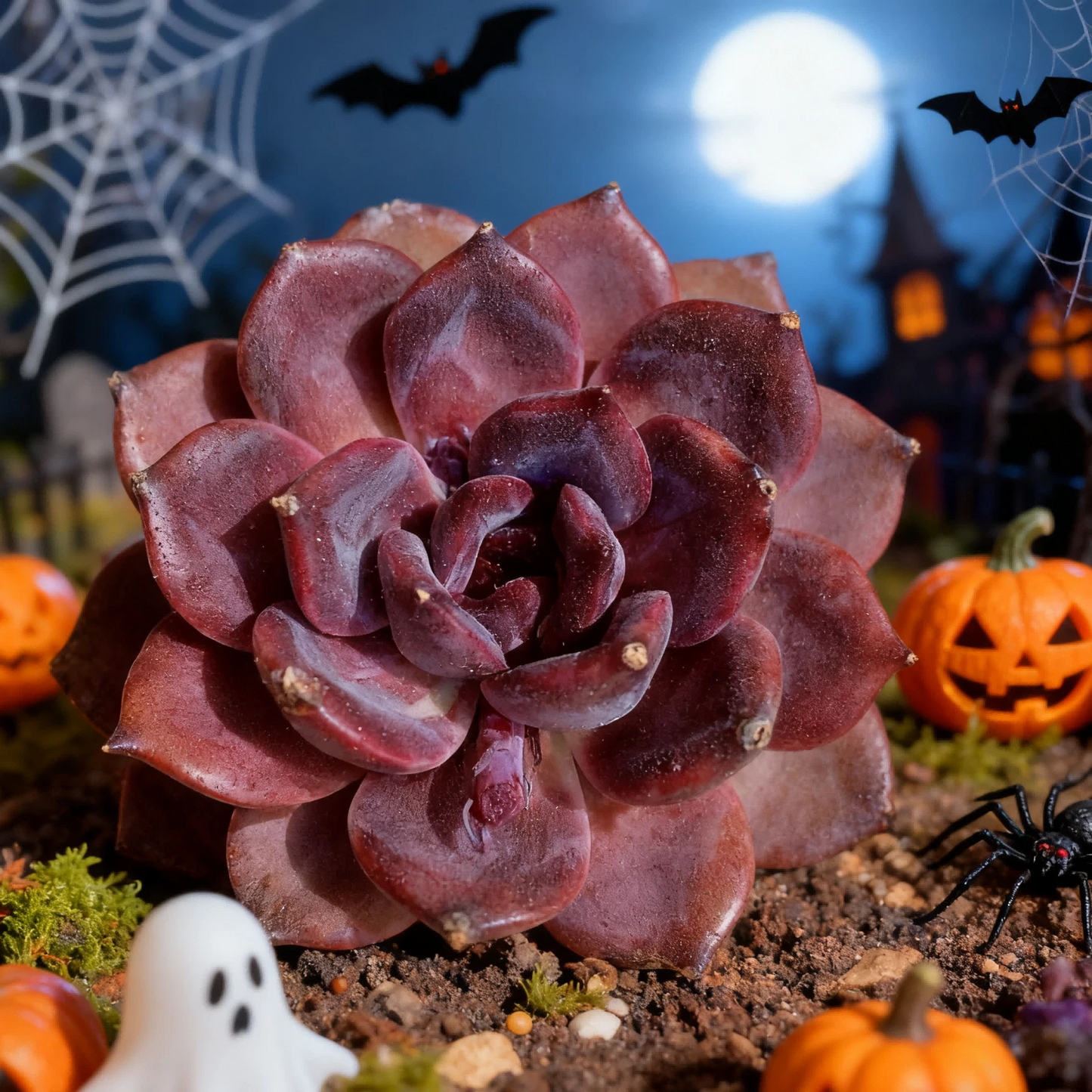 Echeveria Black Mamba Live Succulent 2.5-inch Pot Dark Purple Rosette for Pots, Arrangements, Collectors
