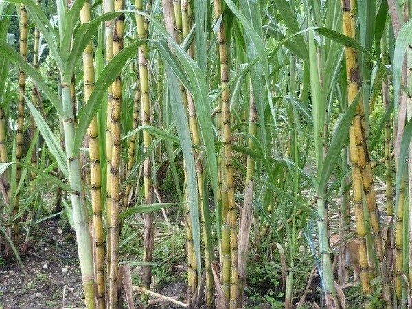 Rooted Sugarcane Cuttings – 5 Live Saccharum Officinarum Plants for Outdoor or Container Growing