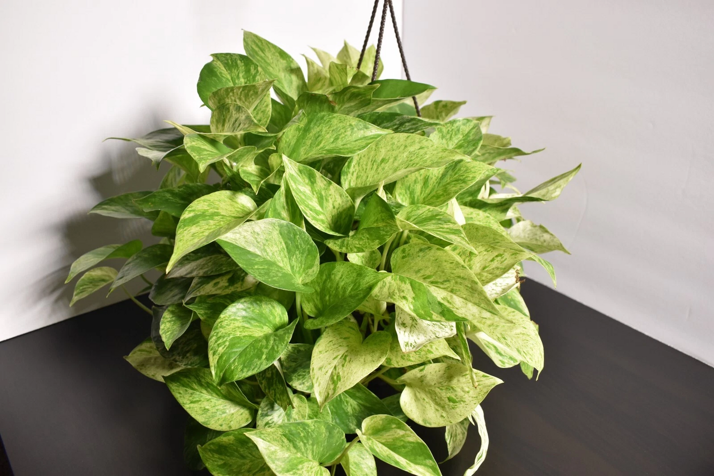Marble Queen Pothos Cutting – Fully Rooted 3-Node Epipremnum Aureum Variegated Indoor Vine in Soil