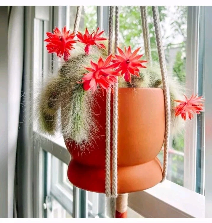 Monkey Tail Cactus Cutting 8 Inch Hildewintera colademononis for Rooting, Trailing Succulent, Hanging Basket Plant