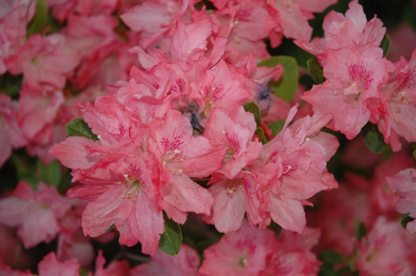 Hampton Beauty Azalea Starter Plant – Deciduous Rhododendron, Pink Blooms, Heavy Flowering, Partial Shade, Well-Draining Acidic Soil