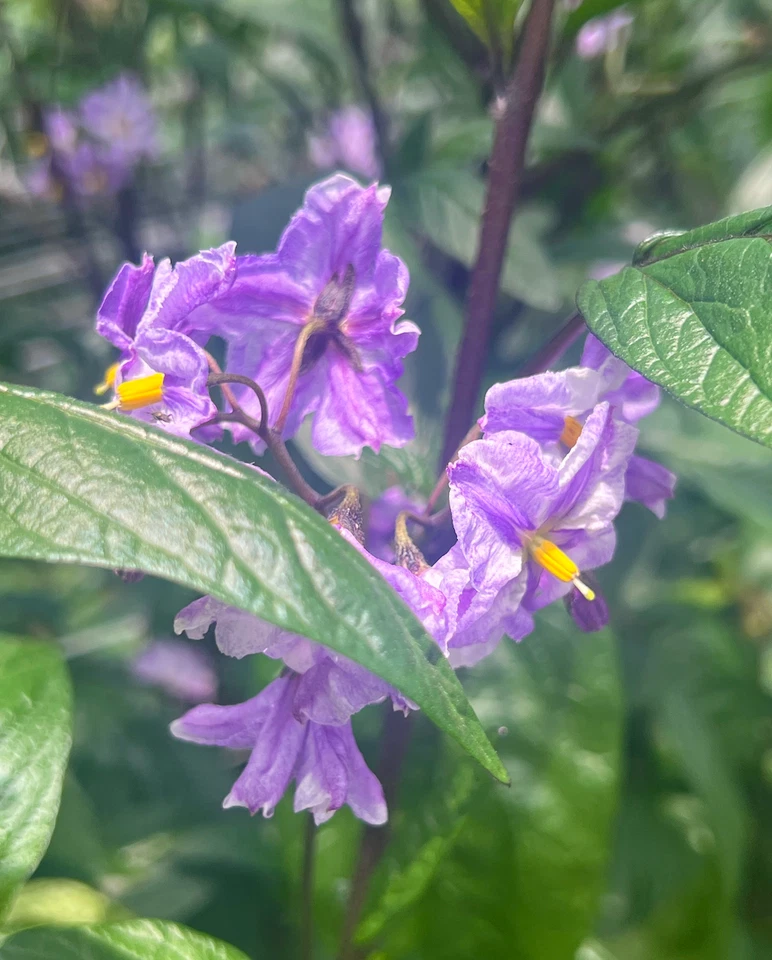 Pepino Melon Cuttings – 6 Deep Purple Variety, Easy-Rooting Solanum muricatum for Containers & Edible Gardens