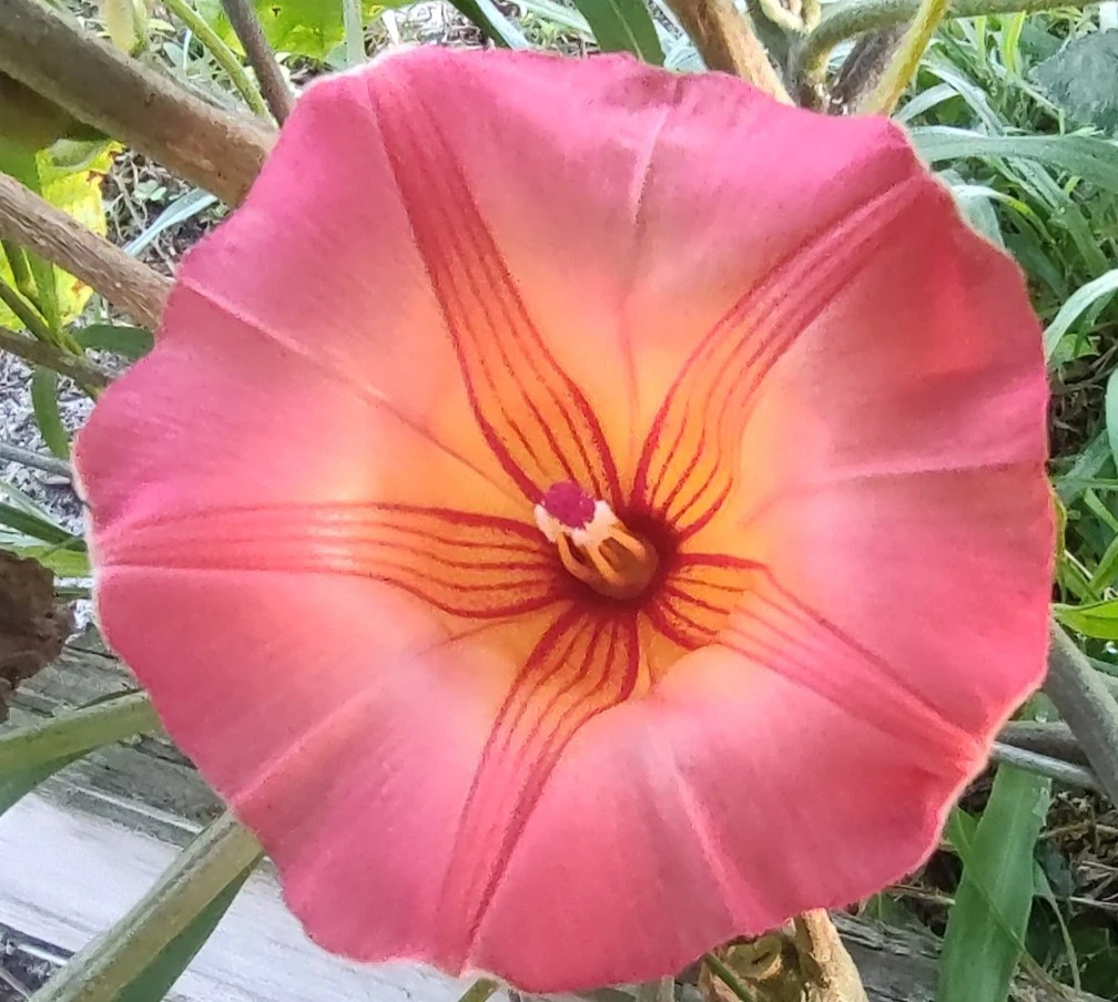 Hawaiian Sunset Vine Cuttings – Live Ornamental Flowering Climbing Vine – Stictocardia beraviensis, Pink to Purple Blooms