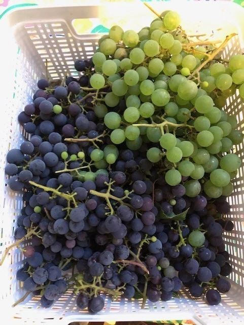 Assorted Grape Vine Cuttings – 25+ Hardwood Vitis Unrooted Clippings for Grafting & Propagation