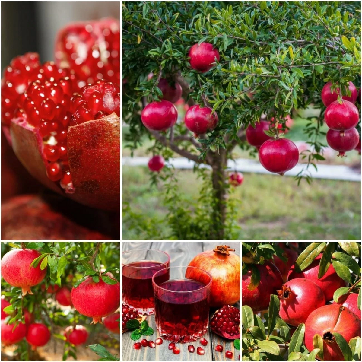 Pomegranate Tree Cuttings – 10 Hardwood Propagation Cuttings of Punica granatum with 2 Varieties for Outdoor Garden or Container Planting
