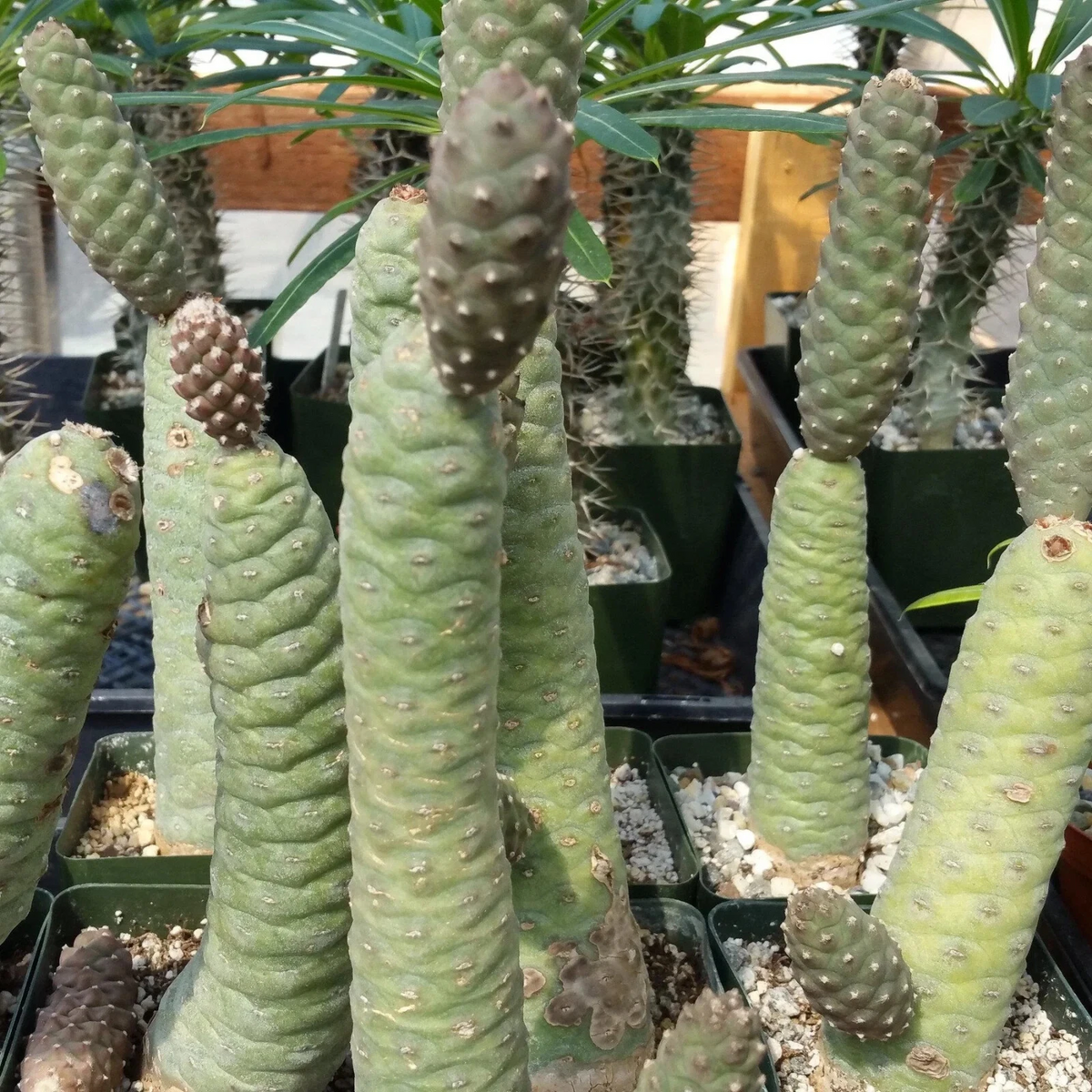 Tephrocactus Articulatus Cuttings – Pinecone Cactus Segments, Succulent Starts, Live Unrooted Cactus Clippings