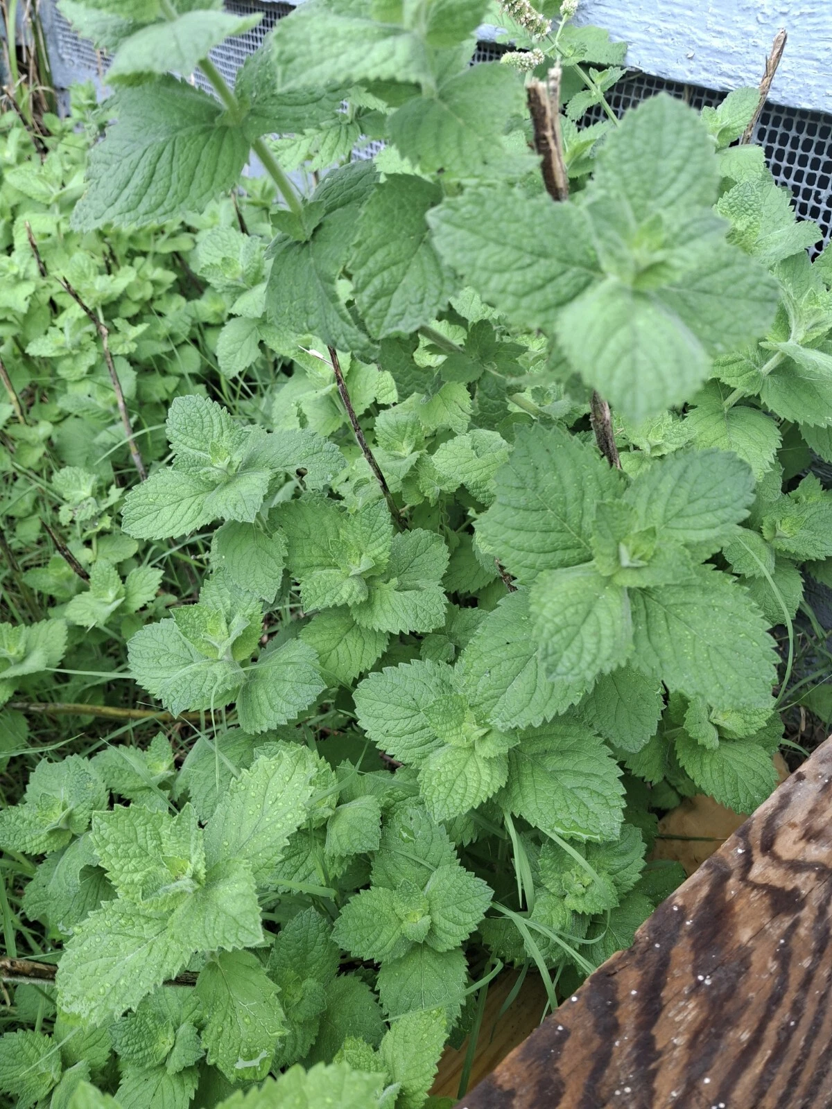 Spearmint Live Plant Cuttings – Mentha spicata – 10 Rooted Pieces for Containers & Garden