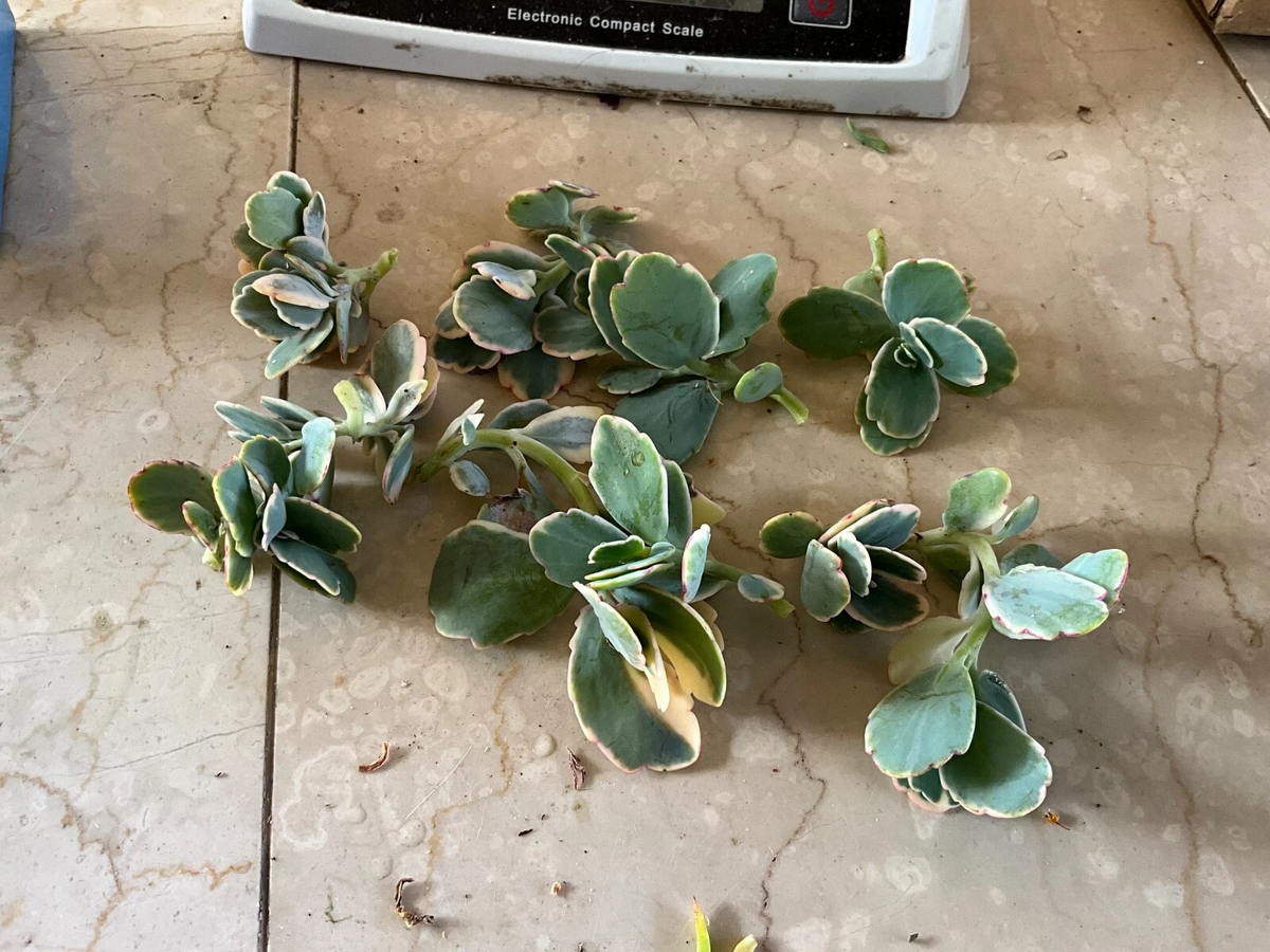 Kalanchoe fedtschenkoi ‘Lavender Scallops’ Live Succulent Cutting with Variegated Blue-Green Leaves and Pink Edges