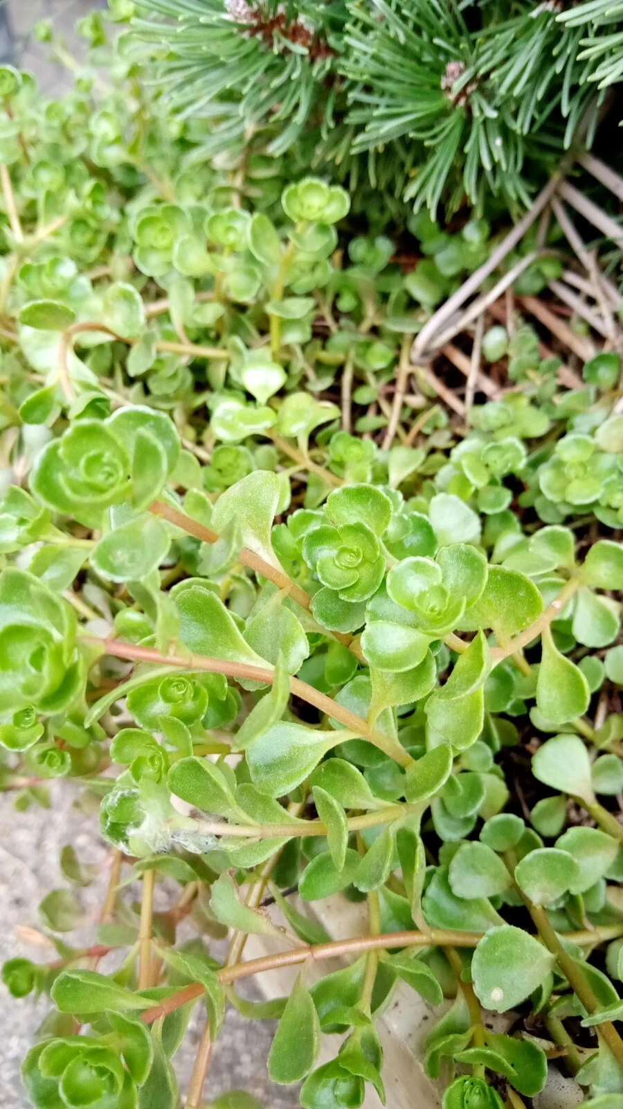 Phedimus Spurius Stonecrop Starter Cuttings – 6 Live Rooted Sedum Groundcover for Rock Gardens & Borders