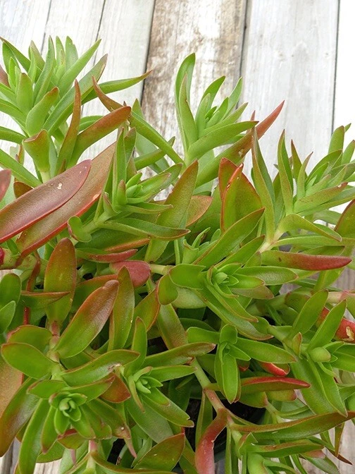 Crassula Campfire Succulent Cuttings – Unrooted Stems with Bright Red-Green Foliage, Easy-to-Root, Live Plant Propagation Material
