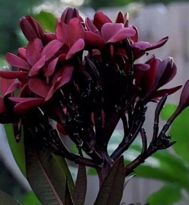 Plumeria Cuttings 12 Inch - Scott Pratt Red Flowering Plumeria rubra Live Propagation Planting
