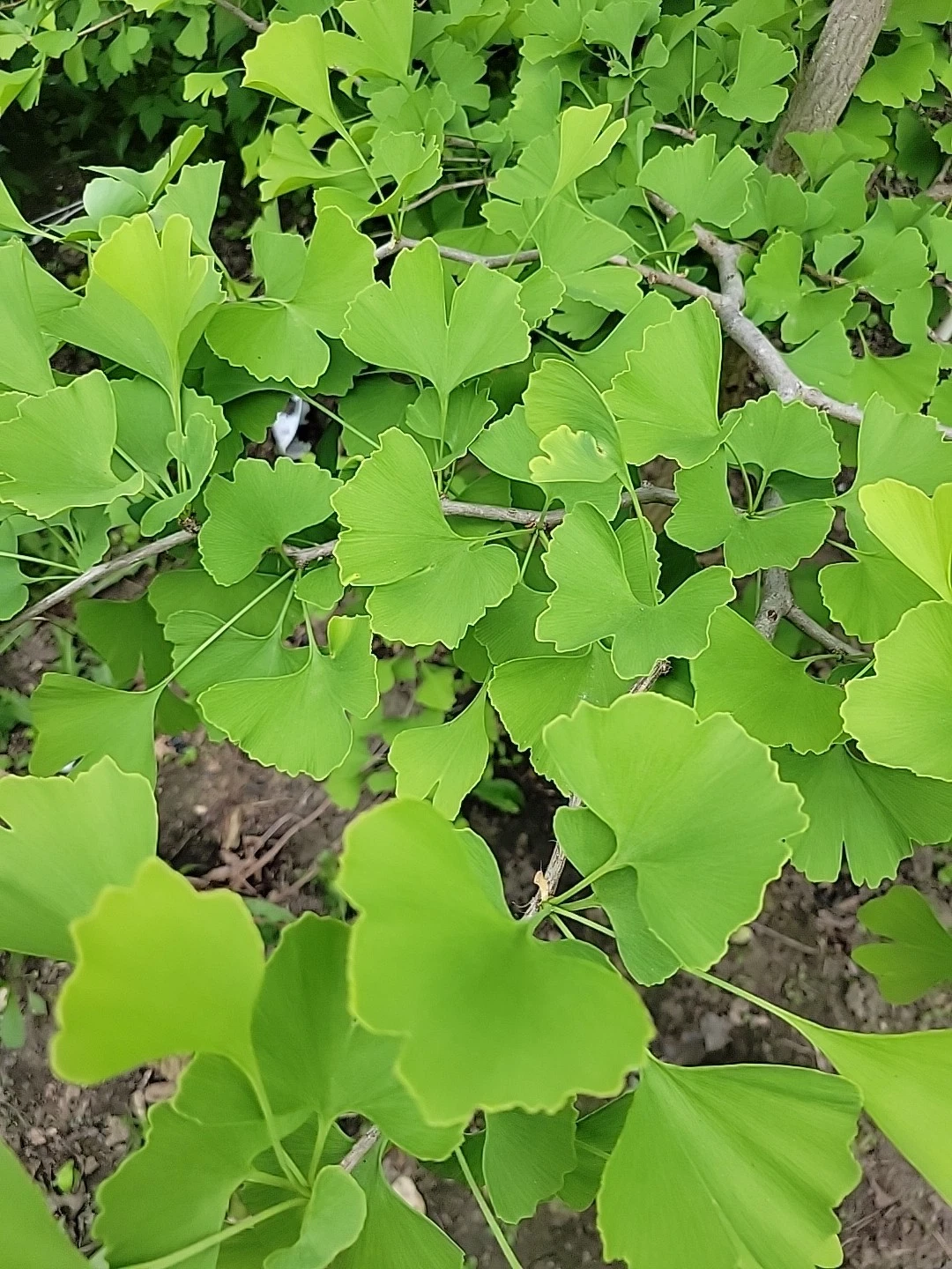 Fresh Organic Ginkgo Leaves – 150 for Crafts, Resin Art, Pressing & Botanical Projects – Ginkgo biloba Natural Foliage