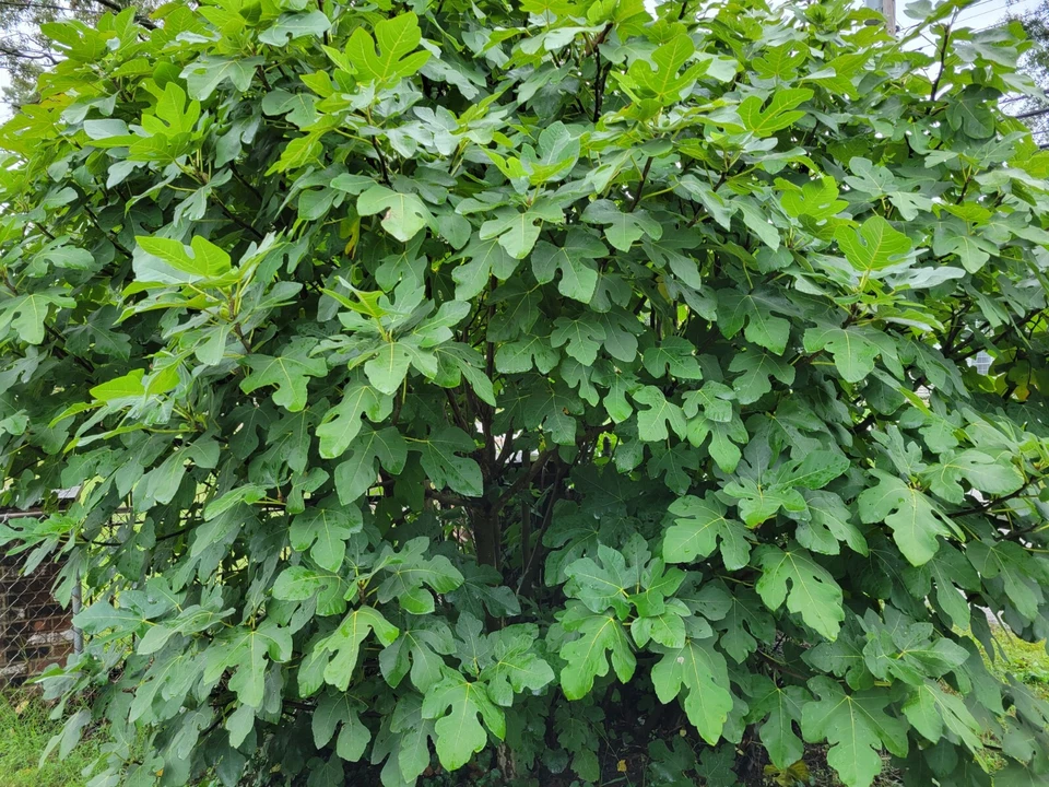 Celeste Fig Tree Cuttings – Ficus carica, 6 Unrooted Hardwood Propagation Cuttings for Garden or Container Planting