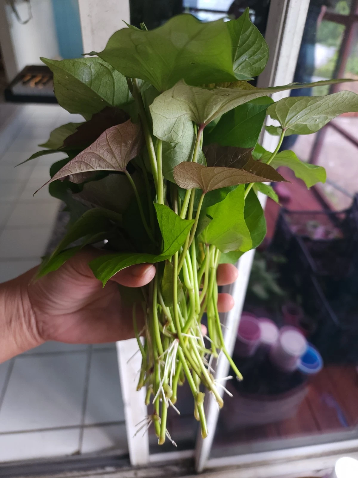 Okinawa Purple Sweet Potato Slips – 10 Live Cuttings for Garden Growing – Ipomoea batatas, Edible Landscaping, Warm Climate
