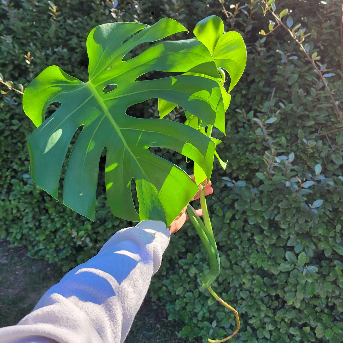 Monstera deliciosa Rooted Cutting – Live Tropical Houseplant with Split Leaves, Swiss Cheese Plant, Indoor Foliage Plant