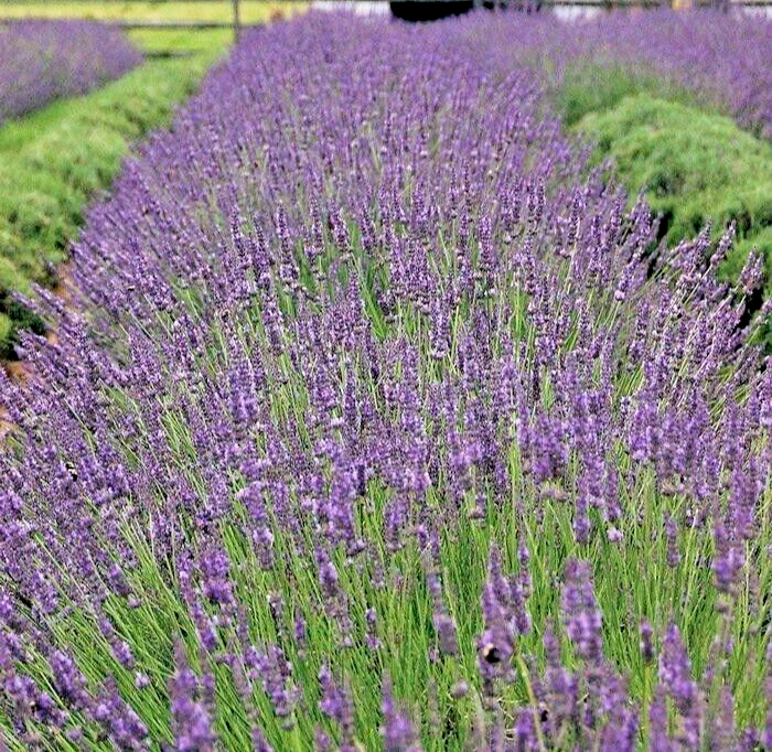 Phenomenal Lavender Live Plant – Hardy Perennial Herb, Lavandula intermedia ‘Phenomenal’ for Garden Beds & Containers