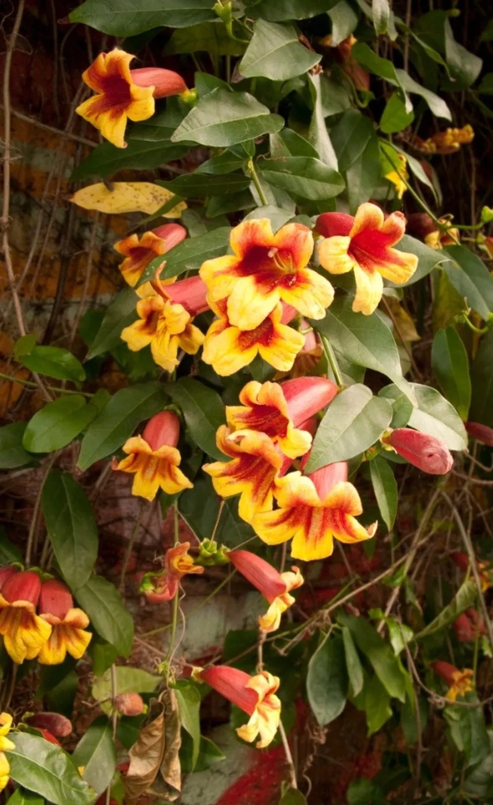 Crossvine Cuttings 12 Unrooted Bignonia capreolata Flowering Vine for Propagation, Climbing Garden Plant