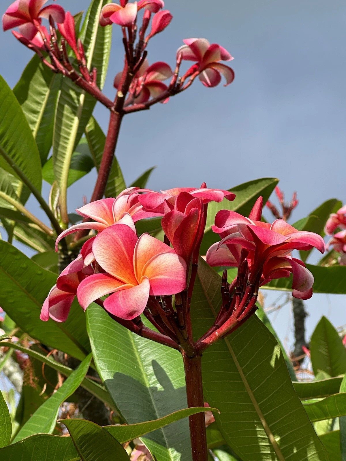 Pink Plumeria Cuttings – 10 Unrooted 10-Inch Flowering Tree Propagation Starts, Frangipani, Tropical Garden Planting