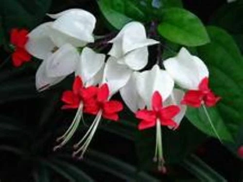 Bleeding Heart Vine Live Rooted Plant – Clerodendrum thomsoniae with White & Red Blooms, Tropical Climbing Vine for Indoor & Outdoor Gardens