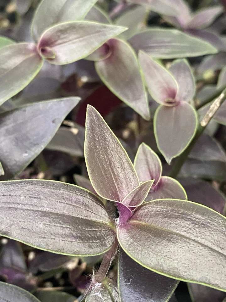 Tradescantia Dark Desire Rooted Cuttings – 2 Live Wandering Dude Plants, Rare Purple Foliage, Tradescantia Jose Puig, Indoor Houseplant
