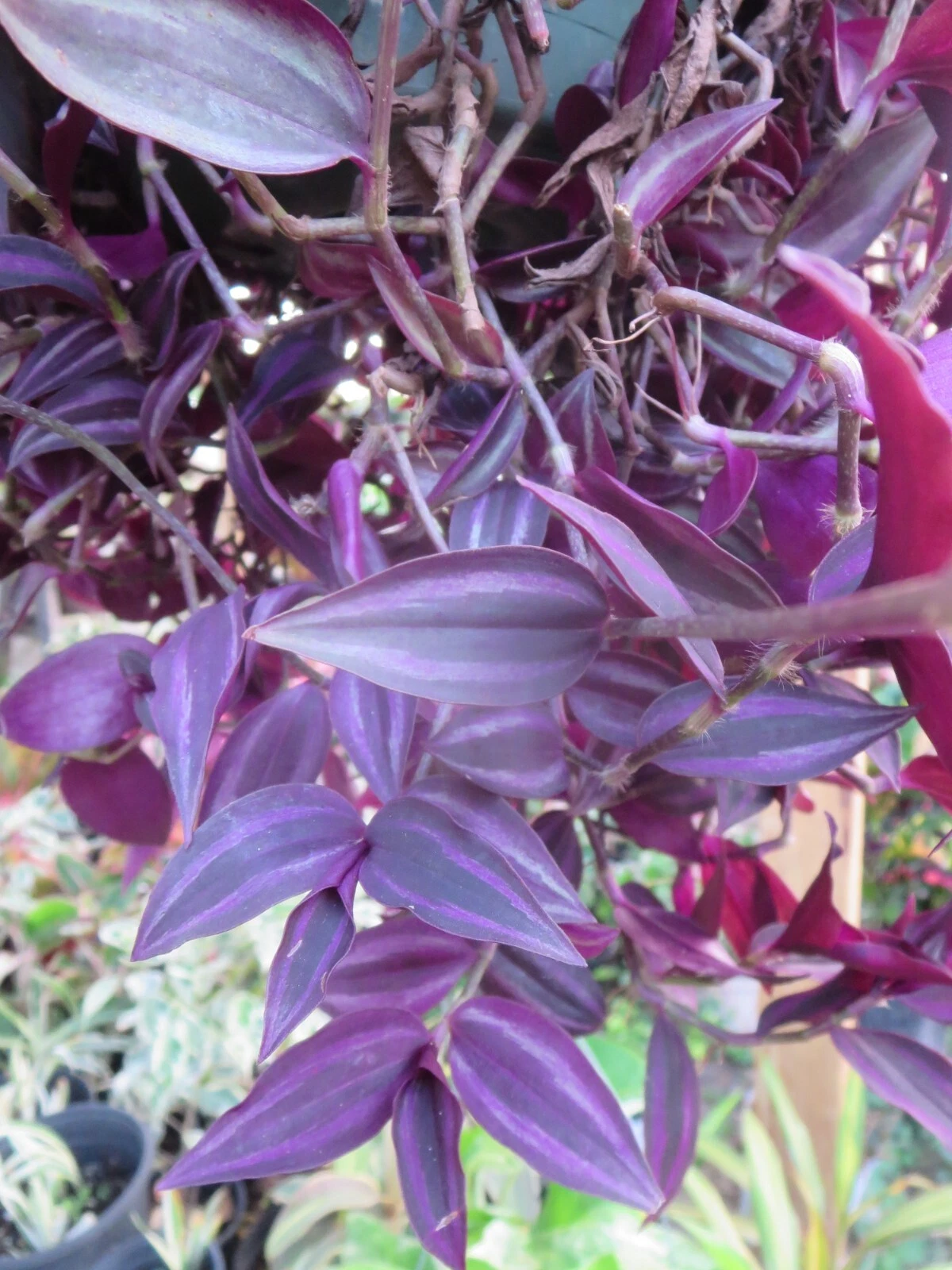 Tradescantia Zebrina Burgundy Cuttings – 7 Unrooted Starter Plants for Indoor Houseplant Propagation
