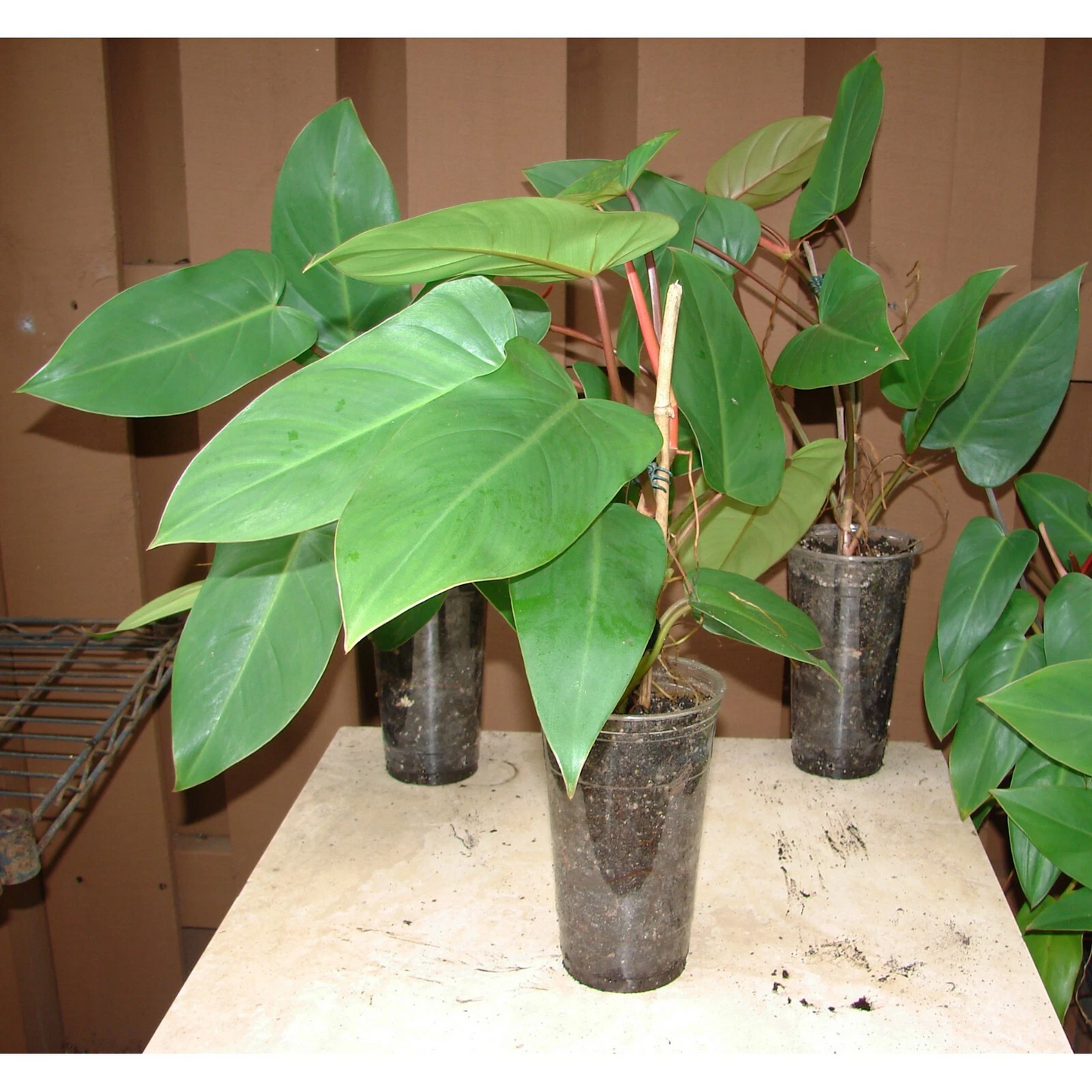 Red Emerald Philodendron Starter Plant – 6" Stem Cutting, Philodendron erubescens, Indoor Climbing Vine with Deep Red Stems