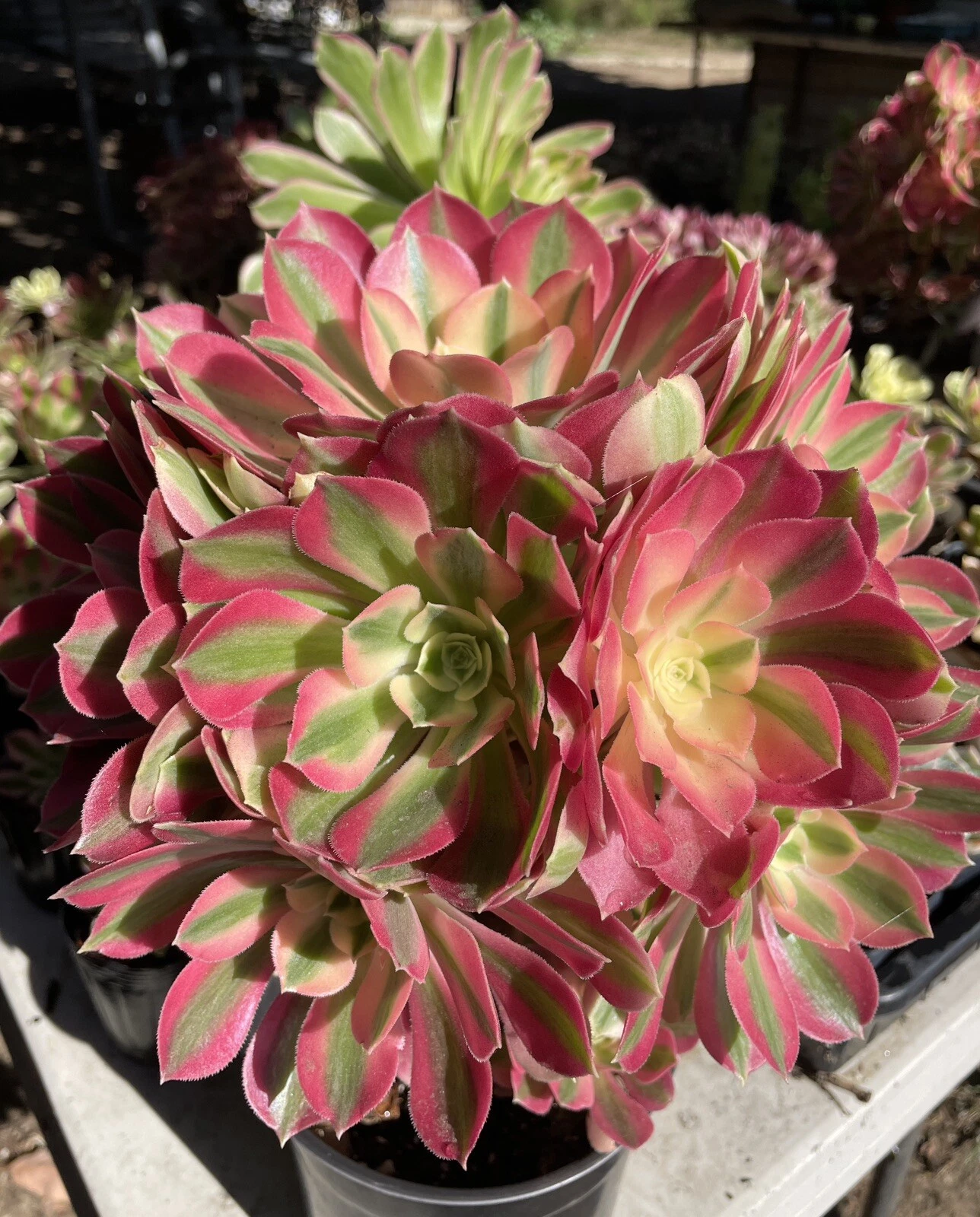 Aeonium Pink Witch Succulent Cutting – 2.5" Rosette, Colorful Live Plant for Propagation & Collections