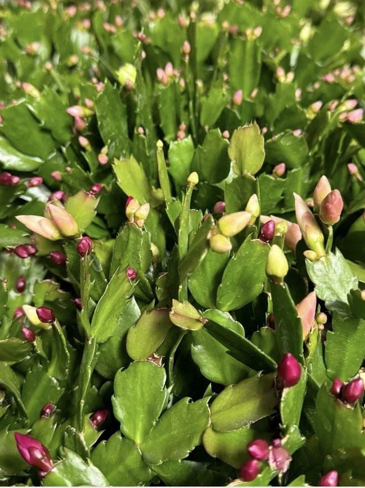 Christmas Cactus Cuttings – 12 Live Schlumbergera Propagation Plants with Mixed Flower Colors