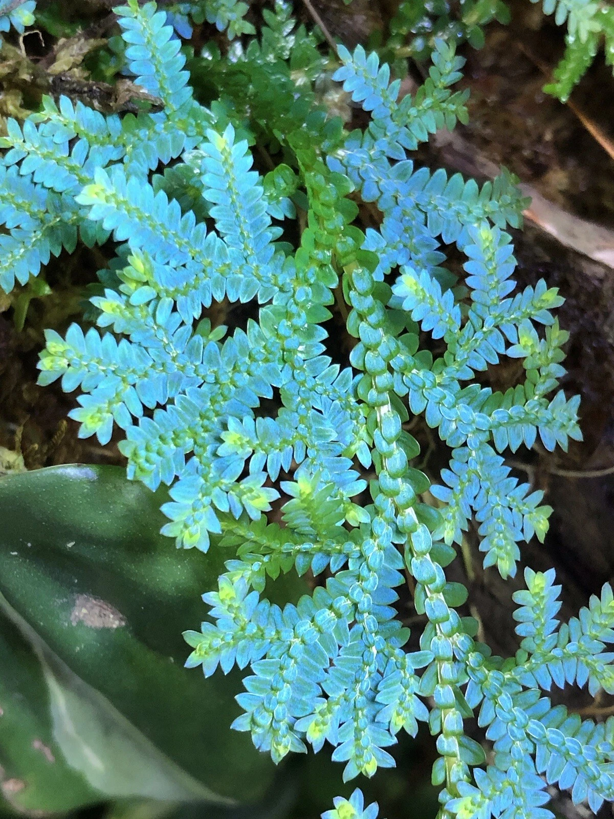 Rainbow Spikemoss Cutting - Selaginella uncinata Blue Green Foliage for Terrariums & Indoor Use