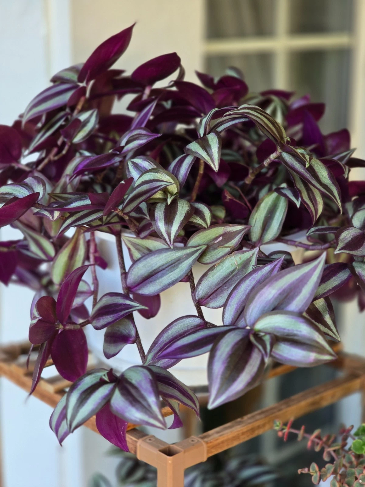 Tradescantia Zebrina Cuttings – 12 Live Unrooted Stems, 4-6 Inch Purple and Silver Foliage, Propagation Planting Material