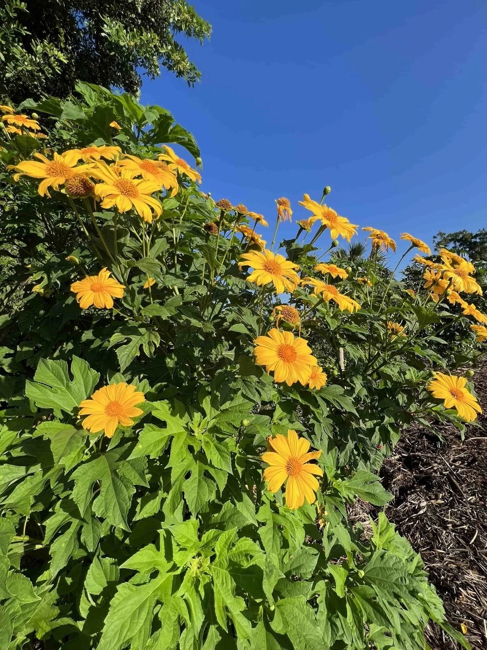 Mexican Sunflower Cuttings | Tithonia diversifolia | Green Fertilizer & Ornamental Stems | Fast-Growing Garden Plants