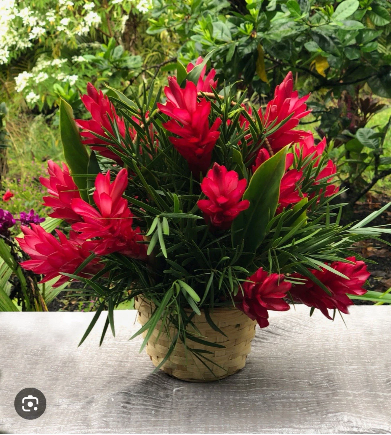 Hawaiian Red Ginger Rooted Starter Plant – Alpinia purpurata Tropical Ornamental Plant for Gardens & Containers
