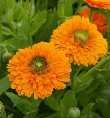 Calendula Seeds Dandy, Calendula officinalis, Bright Yellow-Orange Blooms, Garden Bed & Border Seeds, 1,000 Pack