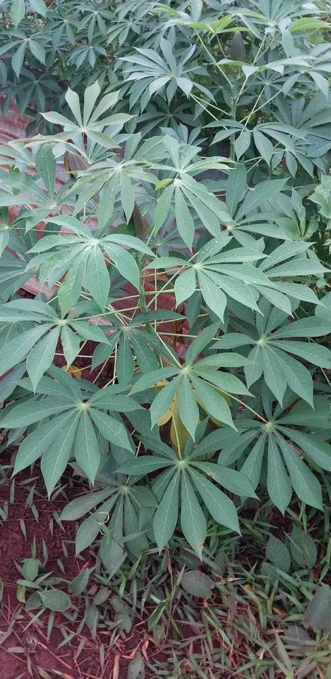 Organic Sweet Red Cassava Cuttings – 5 Manihot esculenta Yuca Stems for Tropical Garden and Edible Landscape